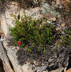 Erica haematosiphon