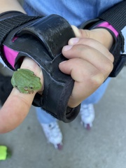 Hyla versicolor