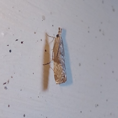 Culladia hastiferalis