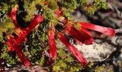 Erica haematosiphon