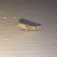 Culladia hastiferalis