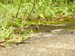 Trilophidia annulata