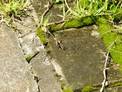 Trilophidia annulata