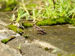 Trilophidia annulata