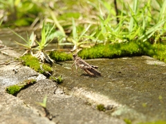 Trilophidia annulata