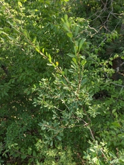 Spiraea hypericifolia