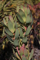 Leucadendron burchellii