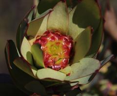 Leucadendron burchellii