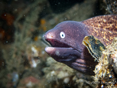 Slender Moray photo 5