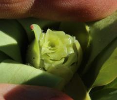 Leucadendron burchellii