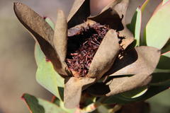 Leucadendron burchellii