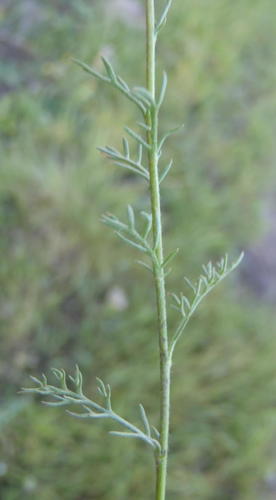 Dragon Buttons (Cotula lineariloba)