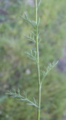 Cotula lineariloba
