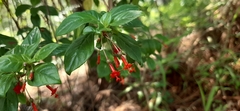 Fuchsia thymifolia