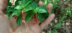 Fuchsia thymifolia