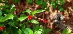 Fuchsia thymifolia