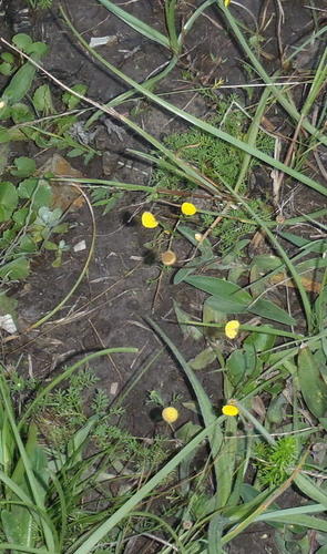 Cotula lineariloba, photograph 3