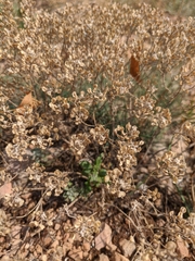 Odontarrhena tortuosa