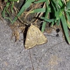 Loxostege sticticalis