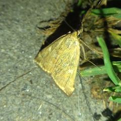 Loxostege sticticalis