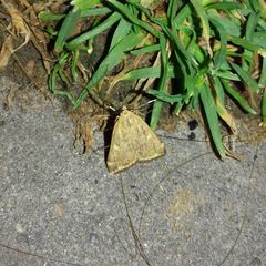 Loxostege sticticalis