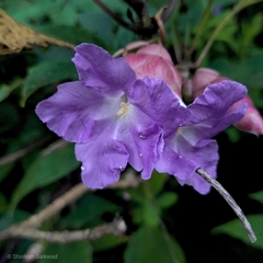 Strobilanthes callosa