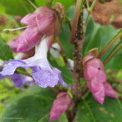 Strobilanthes callosa