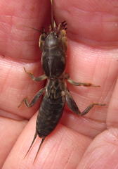 Gryllotalpa africana