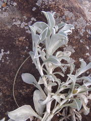 Helichrysum argyrophyllum