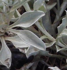Helichrysum argyrophyllum