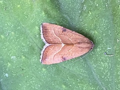 Galgula
