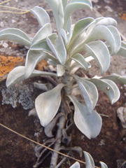 Helichrysum argyrophyllum