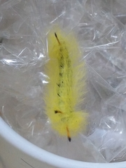 Apatelodes torrefacta