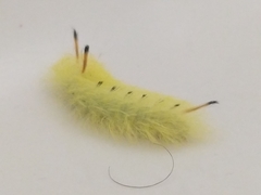 Apatelodes torrefacta