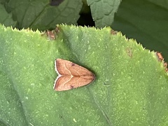 Galgula
