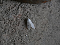 Hypercompe trinitatis