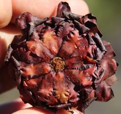 Leucadendron burchellii