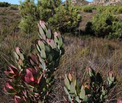 Leucadendron burchellii