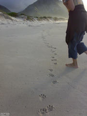 Aonyx capensis capensis