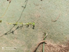 Veronica serpyllifolia