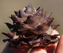 Leucadendron burchellii