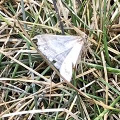 Tetanolita palligera