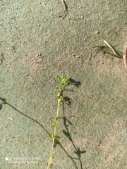 Veronica serpyllifolia
