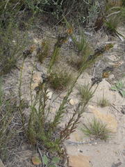 Lobelia comosa comosa