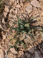Takhtajaniantha crispa