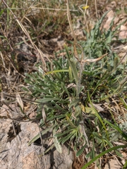 Convolvulus calvertii