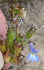 Lobelia comosa comosa