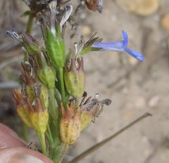 Lobelia comosa comosa