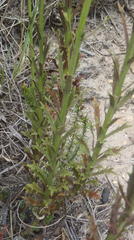 Lobelia comosa comosa