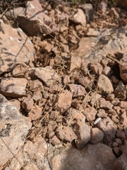 Arenaria leptoclados
